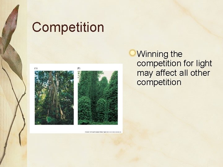 Competition Winning the competition for light may affect all other competition 