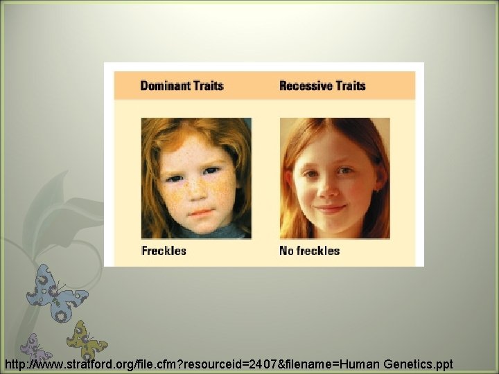 http: //www. stratford. org/file. cfm? resourceid=2407&filename=Human Genetics. ppt 