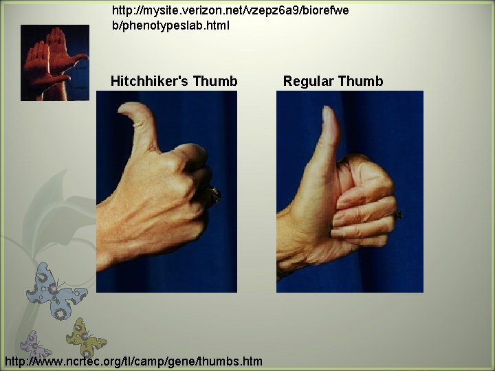http: //mysite. verizon. net/vzepz 6 a 9/biorefwe b/phenotypeslab. html Hitchhiker's Thumb http: //www. ncrtec.
