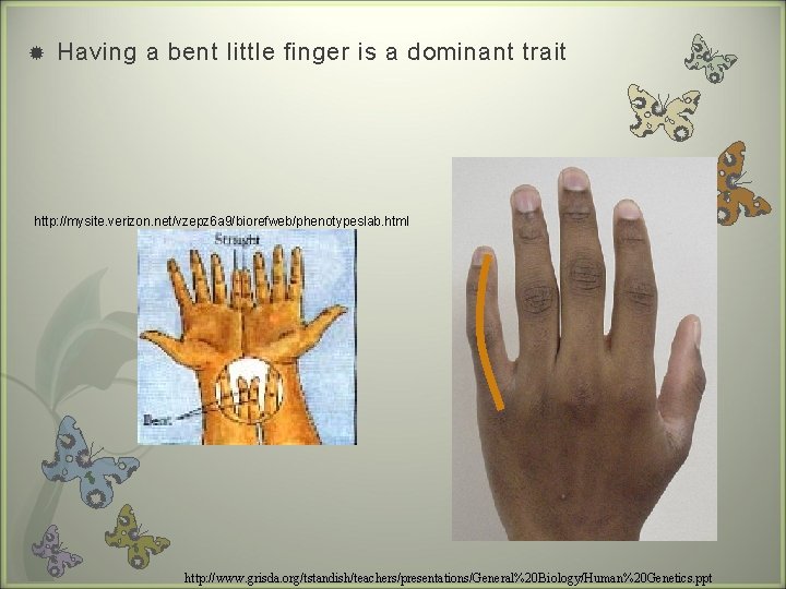  Having a bent little finger is a dominant trait http: //mysite. verizon. net/vzepz