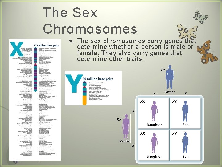 The Sex Chromosomes The sex chromosomes carry genes that determine whether a person is