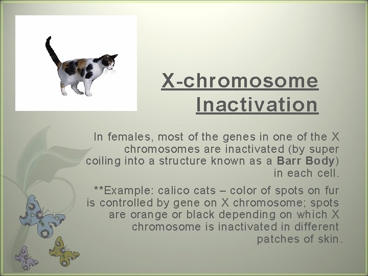 X-chromosome Inactivation In females, most of the genes in one of the X chromosomes