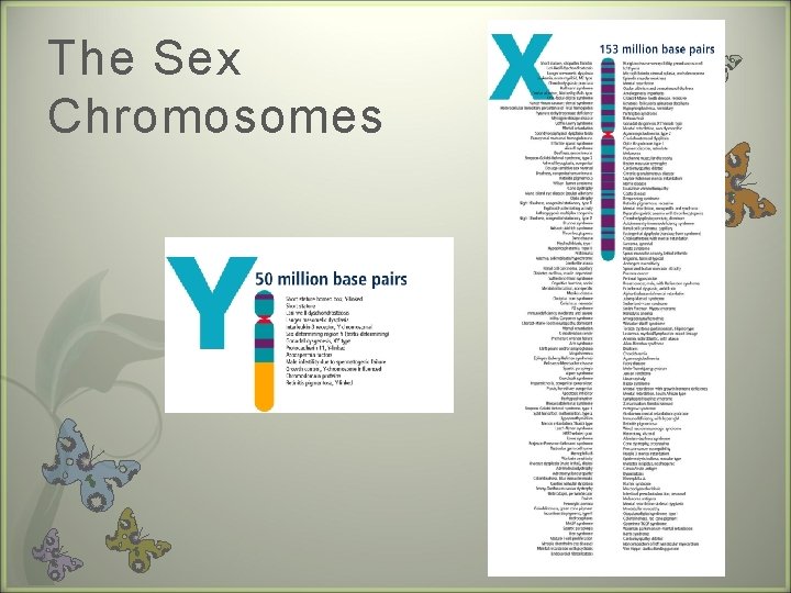 The Sex Chromosomes 