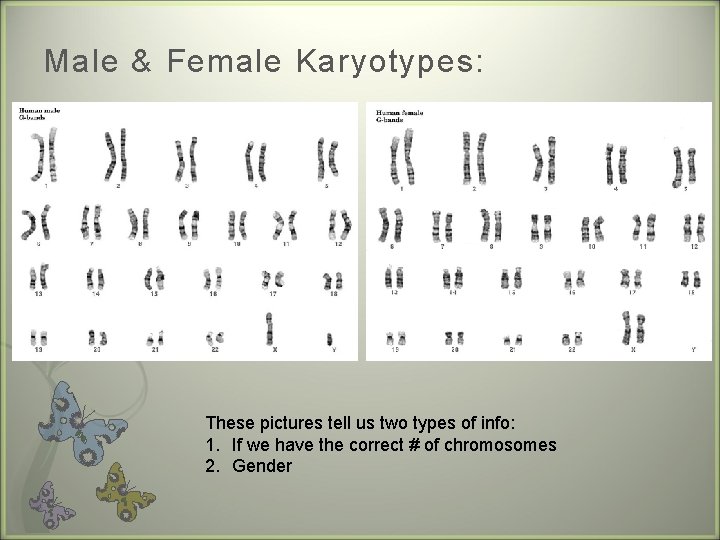 Male & Female Karyotypes: These pictures tell us two types of info: 1. If