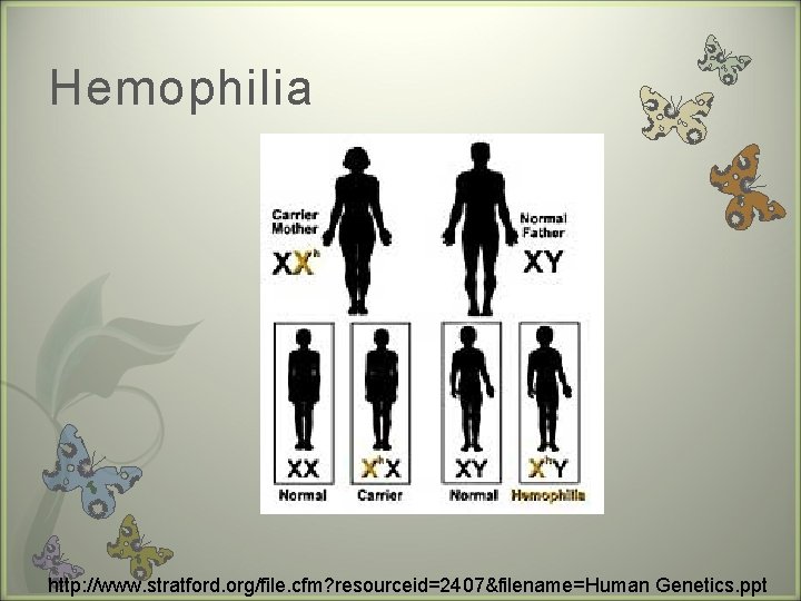 Hemophilia http: //www. stratford. org/file. cfm? resourceid=2407&filename=Human Genetics. ppt 
