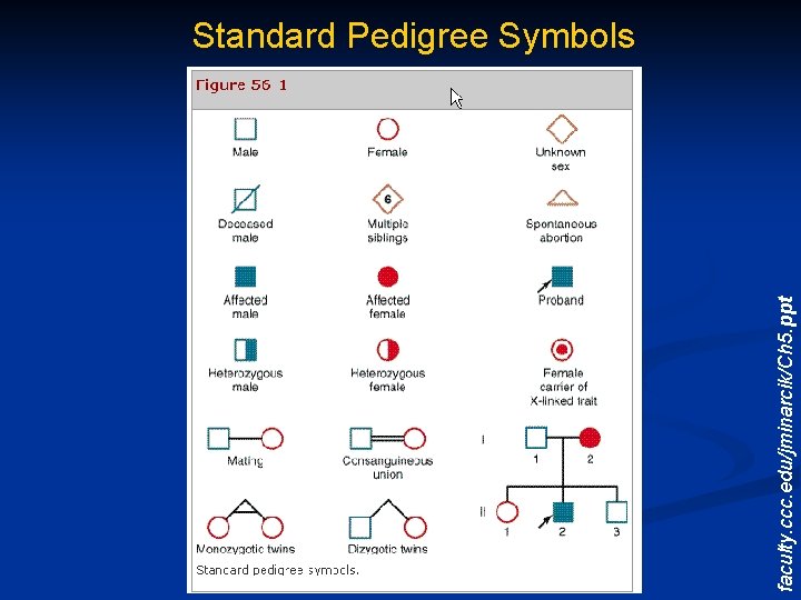 faculty. ccc. edu/jminarcik/Ch 5. ppt Standard Pedigree Symbols 