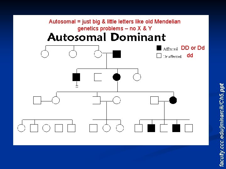 Autosomal = just big & little letters like old Mendelian genetics problems – no