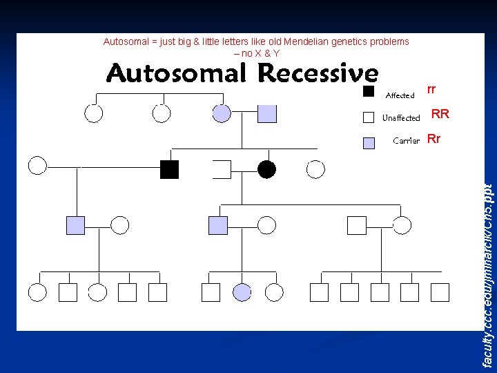 Autosomal = just big & little letters like old Mendelian genetics problems – no