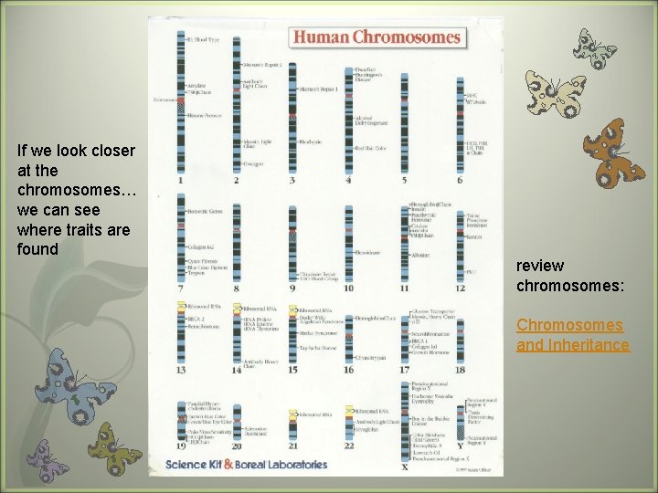 If we look closer at the chromosomes… we can see where traits are found