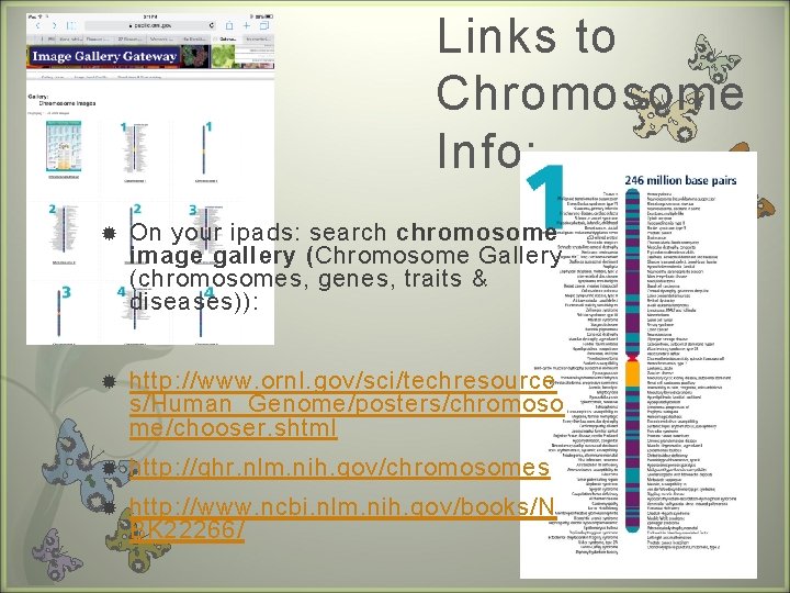 Links to Chromosome Info: On your ipads: search chromosome image gallery (Chromosome Gallery (chromosomes,