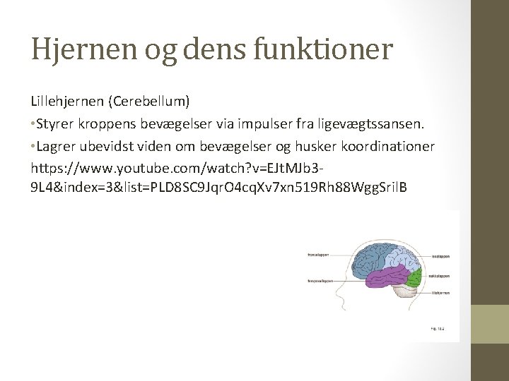 Hjernen og dens funktioner Lillehjernen (Cerebellum) • Styrer kroppens bevægelser via impulser fra ligevægtssansen.