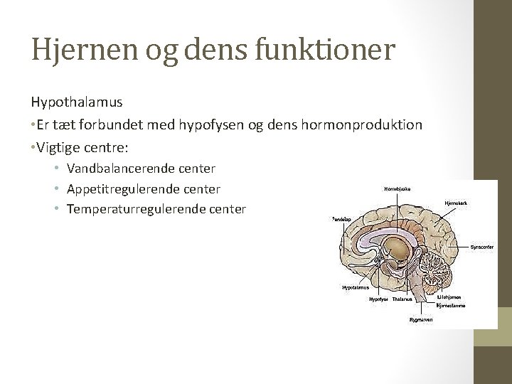 Hjernen og dens funktioner Hypothalamus • Er tæt forbundet med hypofysen og dens hormonproduktion