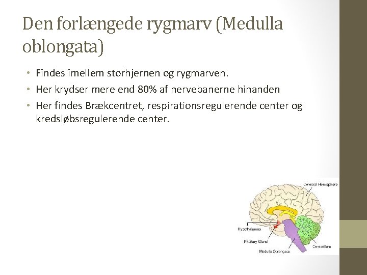 Den forlængede rygmarv (Medulla oblongata) • Findes imellem storhjernen og rygmarven. • Her krydser