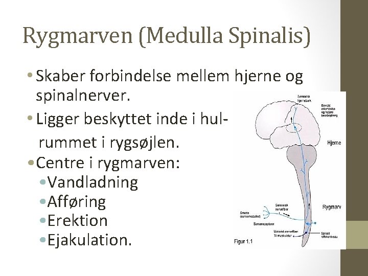 Rygmarven (Medulla Spinalis) • Skaber forbindelse mellem hjerne og spinalnerver. • Ligger beskyttet inde