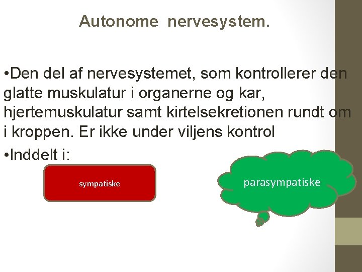 Autonome nervesystem. • Den del af nervesystemet, som kontrollerer den glatte muskulatur i organerne