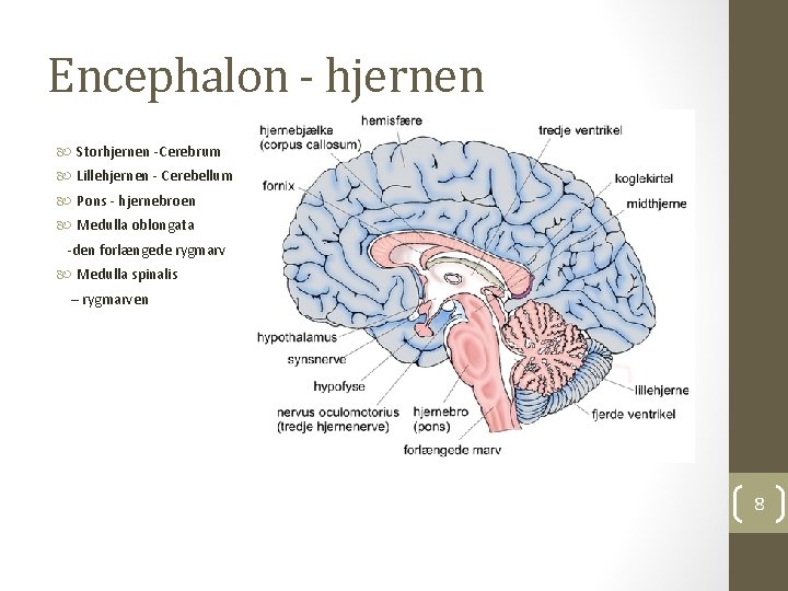Encephalon - hjernen Storhjernen -Cerebrum Lillehjernen - Cerebellum Pons - hjernebroen Medulla oblongata -den Encephalon - hjernen Storhjernen -Cerebrum Lillehjernen - Cerebellum Pons - hjernebroen Medulla oblongata -den