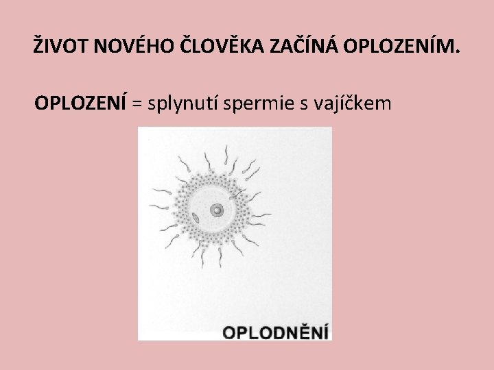 ŽIVOT NOVÉHO ČLOVĚKA ZAČÍNÁ OPLOZENÍM. OPLOZENÍ = splynutí spermie s vajíčkem 