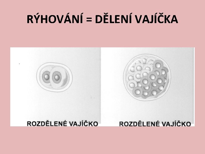 RÝHOVÁNÍ = DĚLENÍ VAJÍČKA 