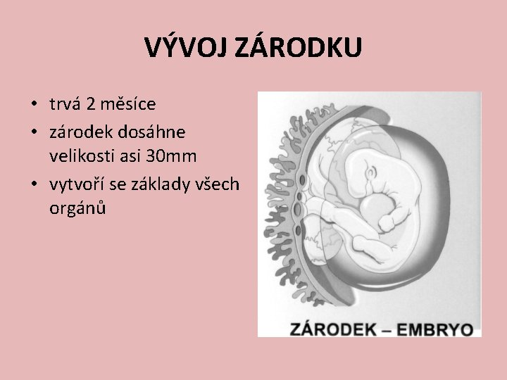 VÝVOJ ZÁRODKU • trvá 2 měsíce • zárodek dosáhne velikosti asi 30 mm •