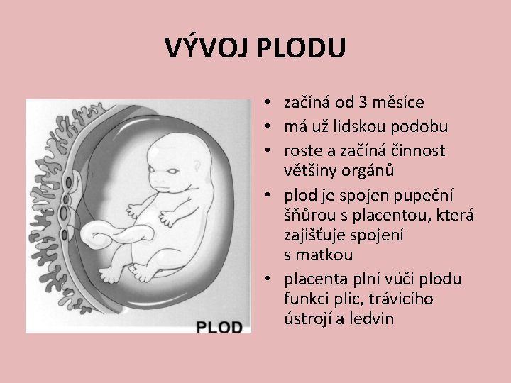 VÝVOJ PLODU • začíná od 3 měsíce • má už lidskou podobu • roste