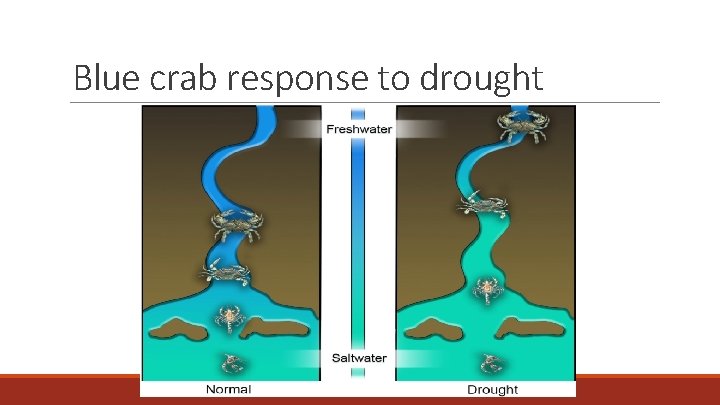 Blue crab response to drought 