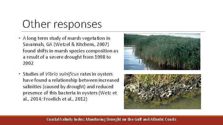 Other responses • A long term study of marsh vegetation in Savannah, GA (Wetzel