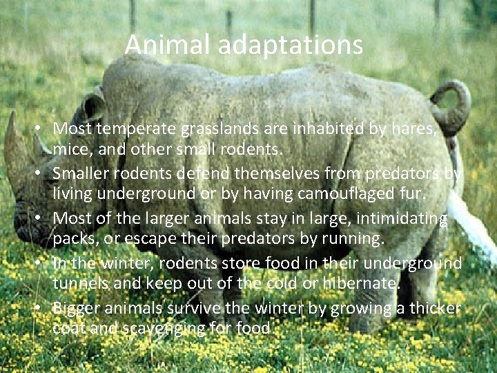 Animal adaptations • Most temperate grasslands are inhabited by hares, mice, and other small