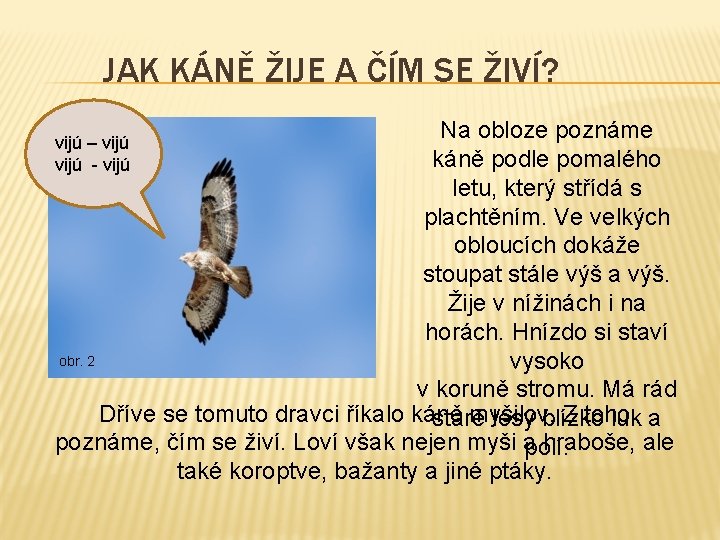 JAK KÁNĚ ŽIJE A ČÍM SE ŽIVÍ? Na obloze poznáme káně podle pomalého letu,