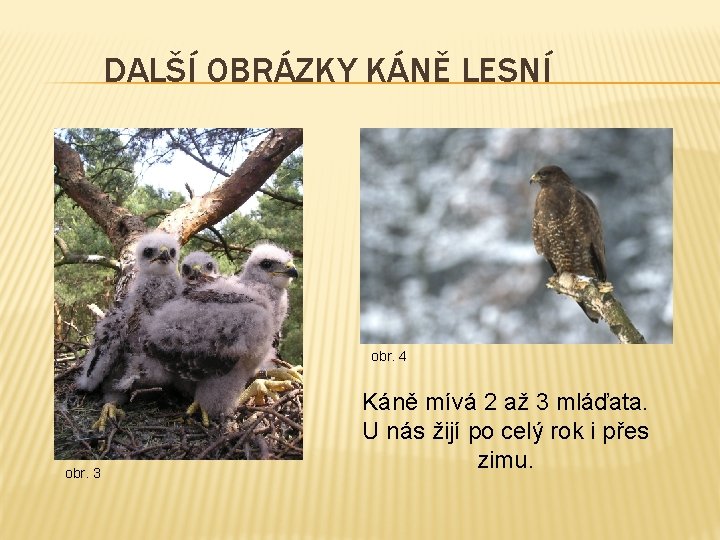 DALŠÍ OBRÁZKY KÁNĚ LESNÍ obr. 4 obr. 3 Káně mívá 2 až 3 mláďata.