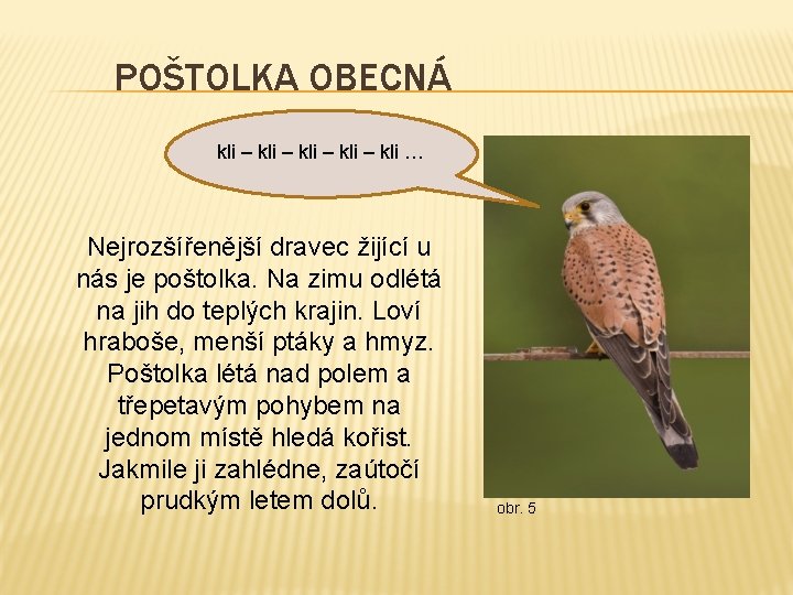 POŠTOLKA OBECNÁ kli – kli … Nejrozšířenější dravec žijící u nás je poštolka. Na