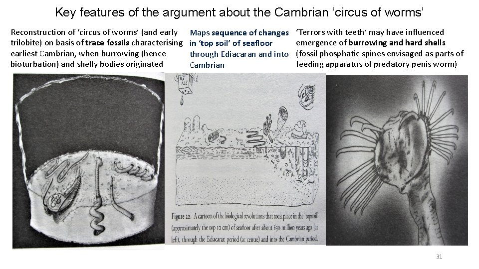 Key features of the argument about the Cambrian ‘circus of worms’ Reconstruction of ‘circus