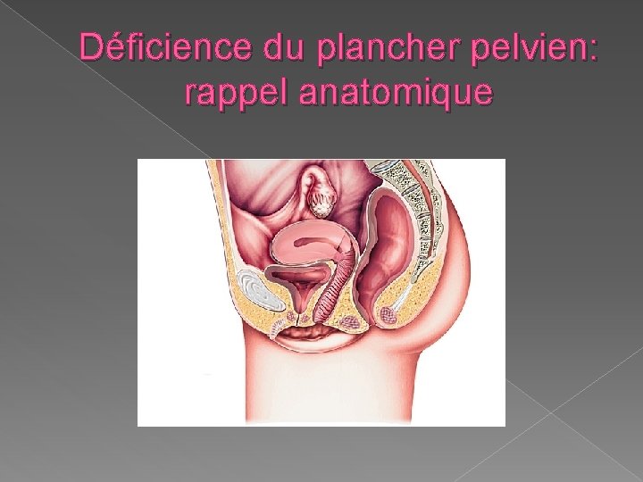 Déficience du plancher pelvien: rappel anatomique 