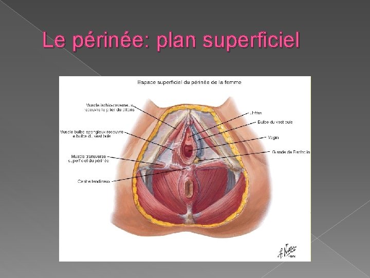 Le périnée: plan superficiel 