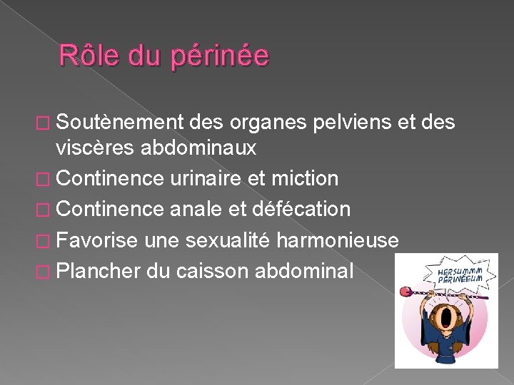 Rôle du périnée � Soutènement des organes pelviens et des viscères abdominaux � Continence