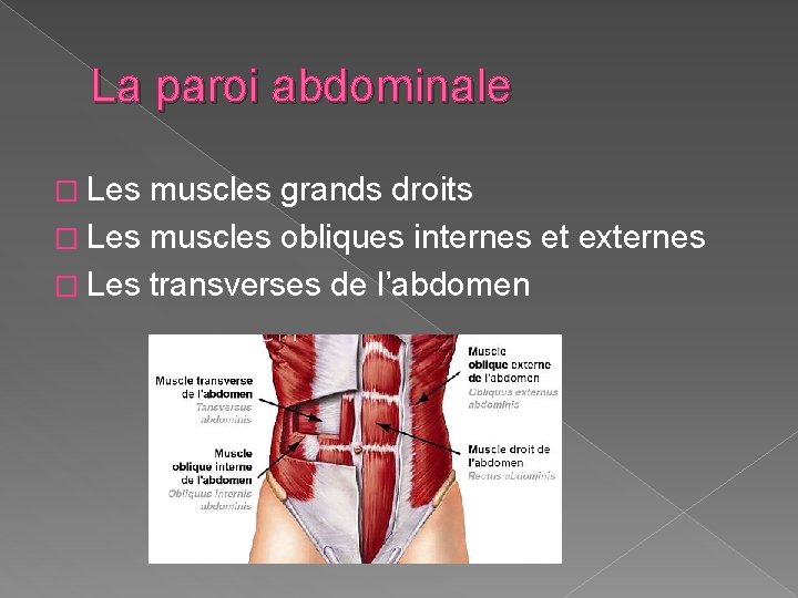 La paroi abdominale � Les muscles grands droits � Les muscles obliques internes et