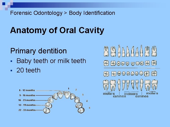 Forensic Odontology > Body Identification Anatomy of Oral Cavity Primary dentition § § Baby
