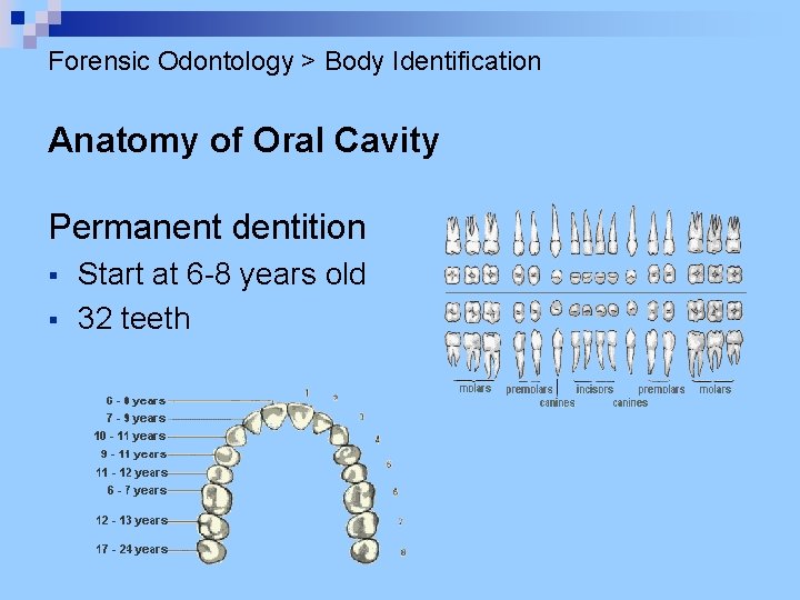 Forensic Odontology > Body Identification Anatomy of Oral Cavity Permanent dentition § § Start