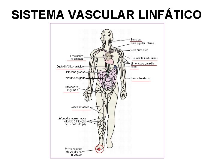 SISTEMA VASCULAR LINFÁTICO 