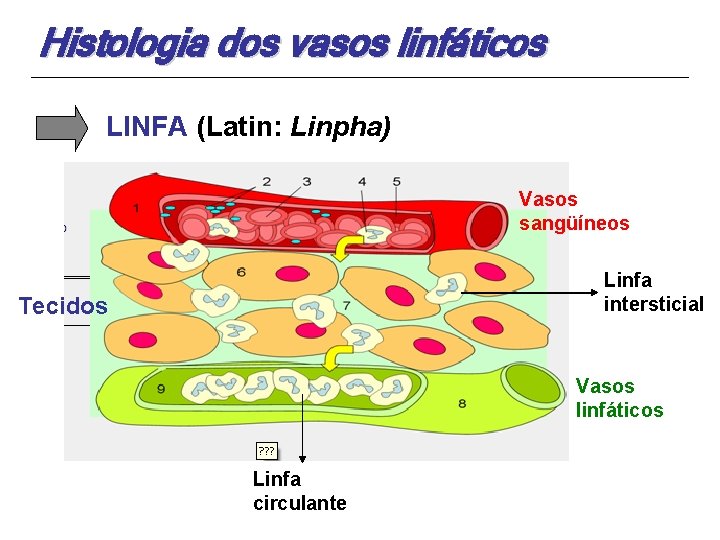 Histologia dos vasos linfáticos LINFA (Latin: Linpha) Vasos sangüíneos Linfa intersticial Tecidos Vasos linfáticos