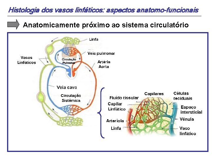Histologia dos vasos linfáticos: aspectos anatomo-funcionais Anatomicamente próximo ao sistema circulatório 