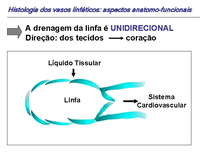 Histologia dos vasos linfáticos: aspectos anatomo-funcionais A drenagem da linfa é UNIDIRECIONAL Direção: dos
