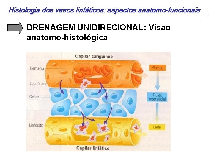 Histologia dos vasos linfáticos: aspectos anatomo-funcionais DRENAGEM UNIDIRECIONAL: Visão anatomo-histológica 