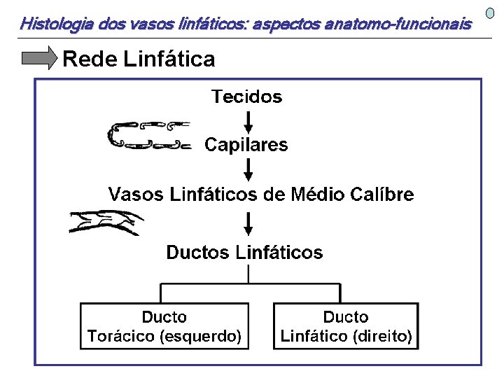 Histologia dos vasos linfáticos: aspectos anatomo-funcionais Rede Linfática 
