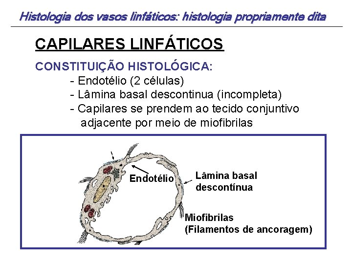 Histologia dos vasos linfáticos: histologia propriamente dita CAPILARES LINFÁTICOS CONSTITUIÇÃO HISTOLÓGICA: - Endotélio (2