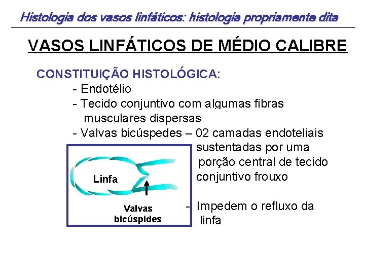 Histologia dos vasos linfáticos: histologia propriamente dita VASOS LINFÁTICOS DE MÉDIO CALIBRE CONSTITUIÇÃO HISTOLÓGICA: