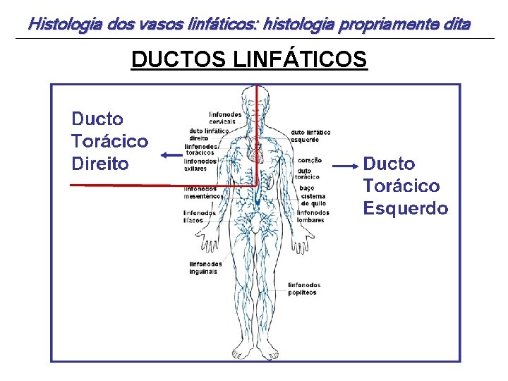 Histologia dos vasos linfáticos: histologia propriamente dita DUCTOS LINFÁTICOS 