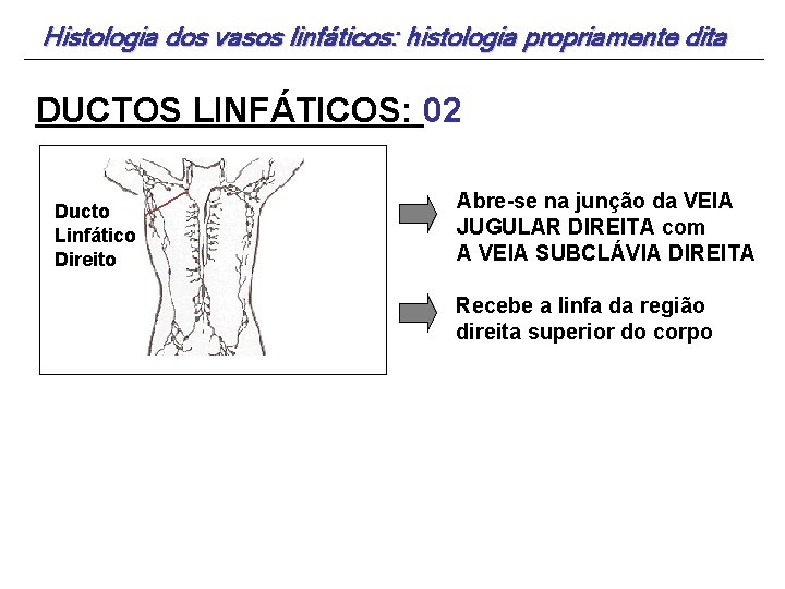 Histologia dos vasos linfáticos: histologia propriamente dita DUCTOS LINFÁTICOS: 02 Ducto Linfático Direito Abre-se