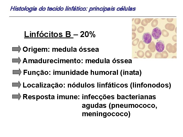 Histologia do tecido linfático: principais células Linfócitos B – 20% Origem: medula óssea Amadurecimento: