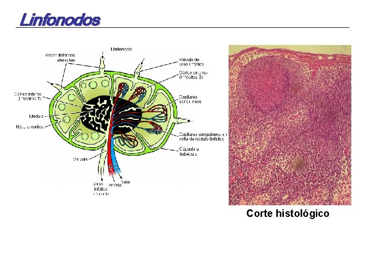 Linfonodos Corte histológico 