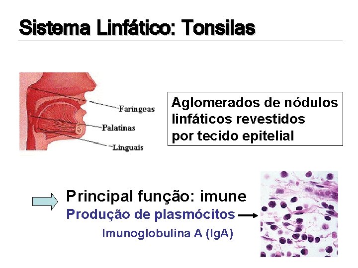 Sistema Linfático: Tonsilas Aglomerados de nódulos linfáticos revestidos por tecido epitelial Principal função: imune